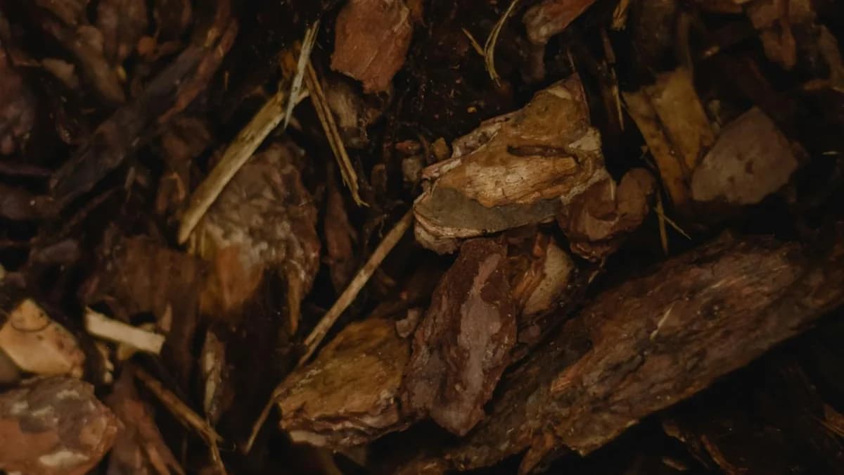 Smoking Wood Guide: How to Choose the Perfect Wood